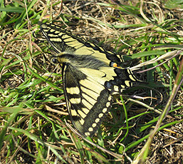 Schwalbenschwanz (Papilio machaon)
