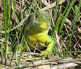 Westliche Smaragdeidechse (Lacerta bilineata*)