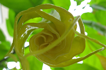 Die gelbe Datura entfaltet eine Blüte