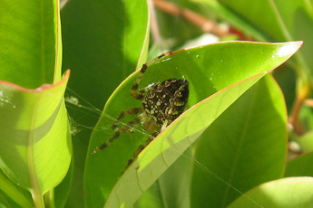 Attraktive Spinne