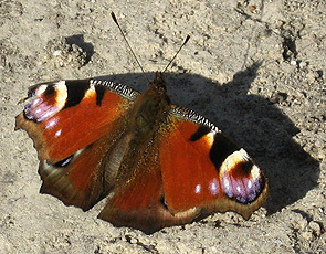 Tagpfauenauge (Inachis io)