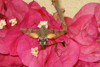 Taubenschwänzchen (Macroglossum stellatarum)
