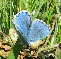 Himmelblauer Bläuling(Polyommatus bellargus ♀)
