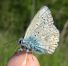 Hauhechel-Bläuling(Polyommatus icarus)