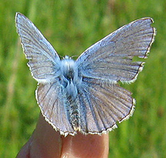 Hauhechel-Bläuling(Polyommatus icarus)