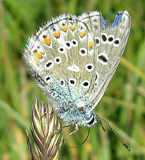Himmelblauer Bläuling(Polyommatus bellargus)