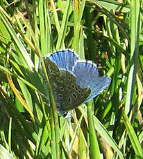 Himmelblauer Bläuling(Polyommatus bellargus)