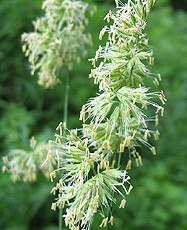 Wald-Knäuelgras (Dactylis polygama)