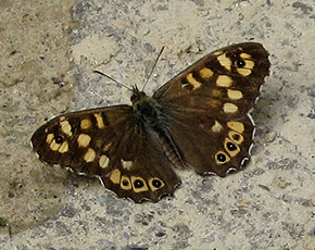 Waldbrettspiel (Pararge aegeria)