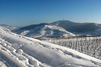 Winter im Kaiserstuhl