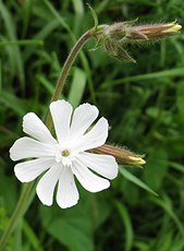 Weiße Lichtnelke (Silene alba)