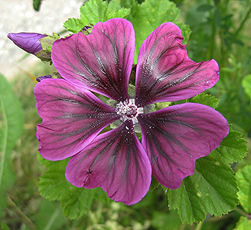 Wilde Malve (Malva sylvestris)