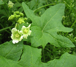Rotbeerige Zaunrübe (Bryonia dioica)