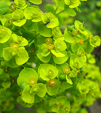 Zypressen-Wolfsmilch (Euphorbia cyparissias)