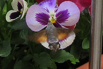 Taubenschwänzchen an Stiefmütterchen-Blüte Taubenschwänzchen an Stiefmütterchen-Blüte