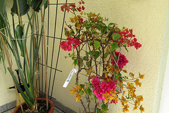 Zweifarbige Bougainvillea Zweifarbige Bougainvillea