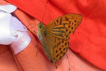 Kaisermantel (Argynnis paphia) Kaisermantel(Argynnis paphia)