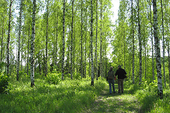 Ice resistant birch trees