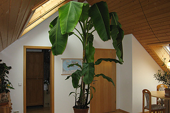 Guest room with banana tree Guest room with banana tree