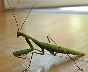 Praying mantis Praying mantis