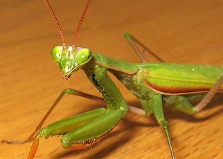 Praying mantis (Mantis religiosa)