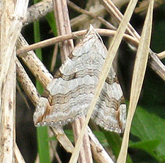 Grauspanner oder Großer Johanniskrautspanner (Aplocera plagiata)