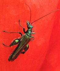 Grüner Scheinbockkäfer (Oedemera nobilis)