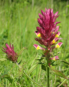 Purple cow wheat (Melampyrum arvense)