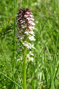 Dwarf orchid (Orchis ustulata)