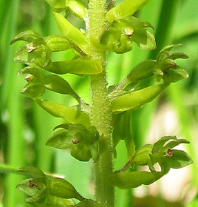 Greater twayblade (closeup view)