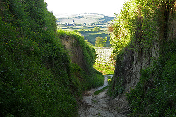 Hollow way with view of Oberrotweil
