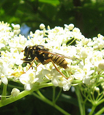 Does anyone know its name?