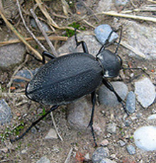 Leather run beetle (Carabus coriaceus)