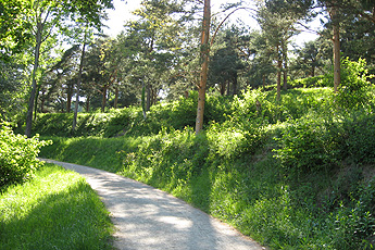 Terraces: a sign of former cultivation
