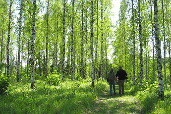 Arboretum Liliental: Ice resistant birch trees