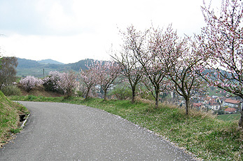 Blossom of almond trees near Oberrotweil