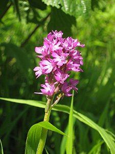 Pyramid Orchid (Anacamptis pyramidalis)