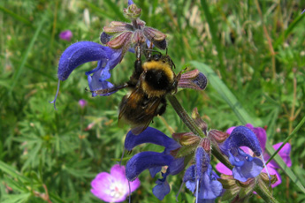 Meadow clary flowers