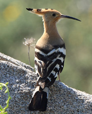 Hoopoe
