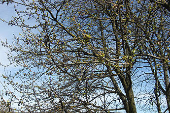 The cherry tree will open its buds soon