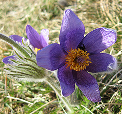 Pasqueflower (Pulsatilla vulgaris)