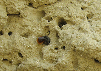 Detail of the loess wall with a solitary bee