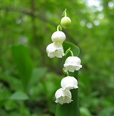 Maiglöckchen (Convallaria majalis)