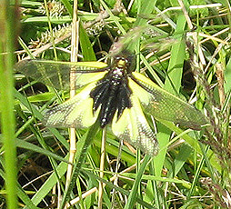 Libellen-Schmetterlingshaft (Libelloides coccajus)