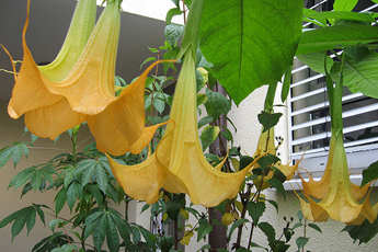 Yellow Datura in full blossom