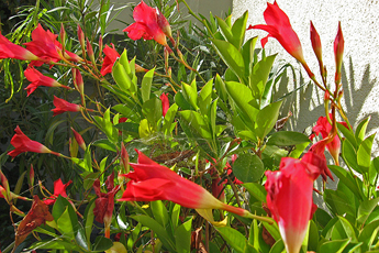 Mandevilla sanderi Mandevilla sanderi