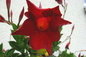 Mandevilla sanderi