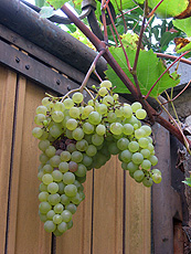Grape grown in the patio of the Language Guesthouse Grape grown in the patio of the Language Guesthouse