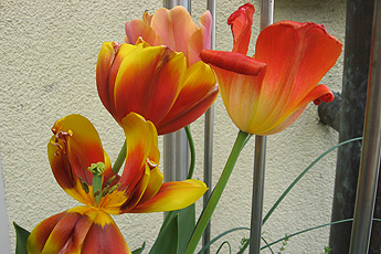 Tulips Tulips