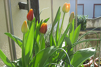 Tulips Tulips
